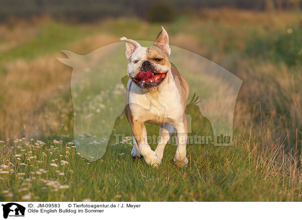 Olde English Bulldog im Sommer / JM-09583