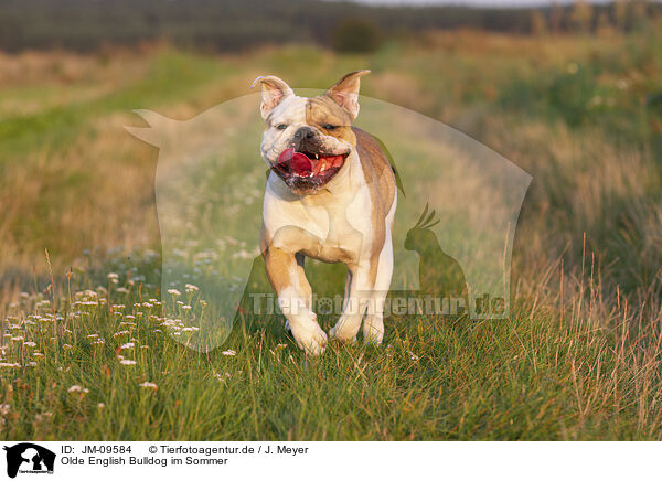 Olde English Bulldog im Sommer / JM-09584