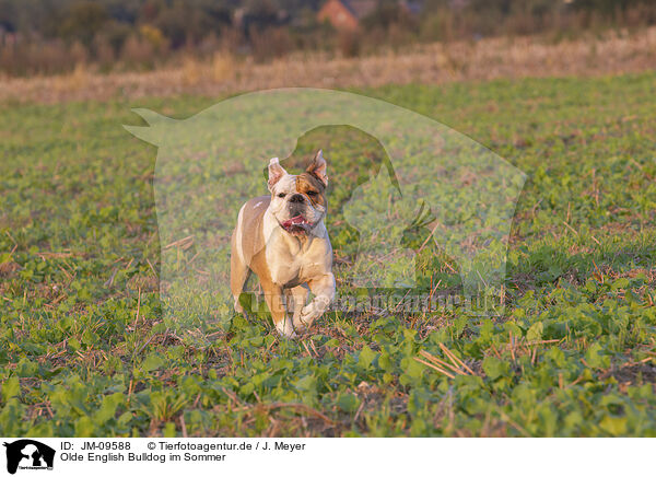 Olde English Bulldog im Sommer / JM-09588