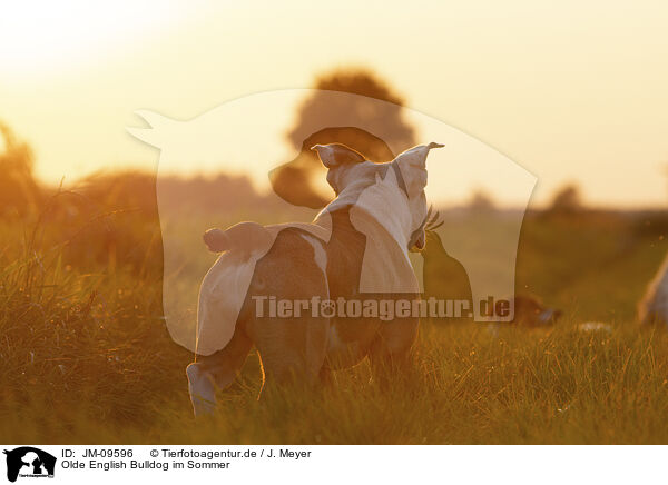 Olde English Bulldog im Sommer / Olde English Bulldog in summer / JM-09596