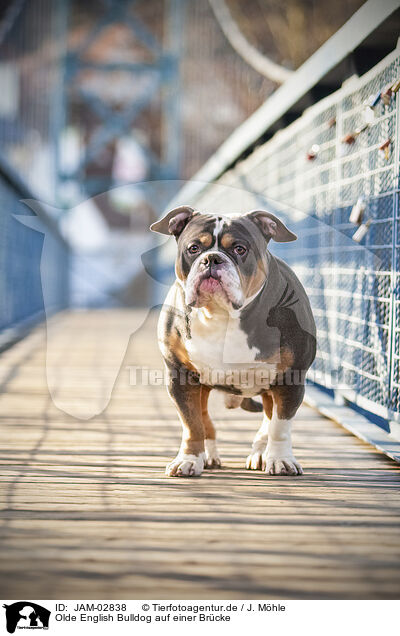 Olde English Bulldog auf einer Brcke / JAM-02838