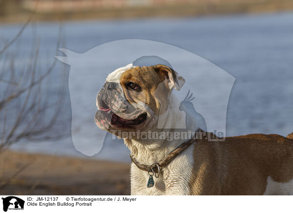 Olde English Bulldog Portrait / JM-12137