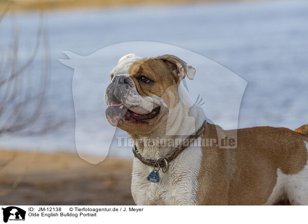 Olde English Bulldog Portrait / Olde English Bulldog Portrait / JM-12138