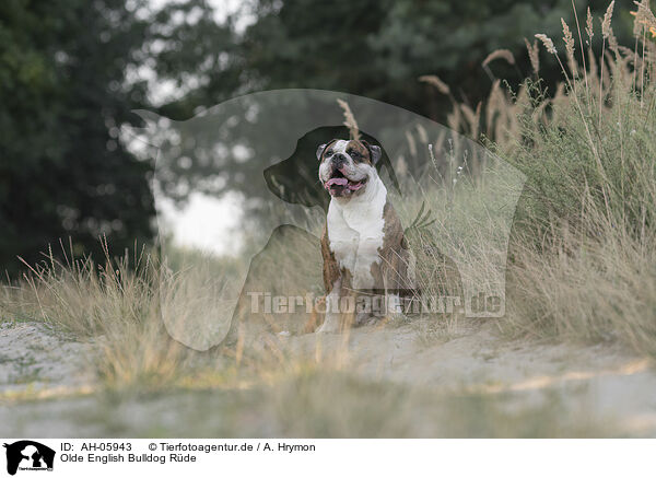 Olde English Bulldog Rde / AH-05943