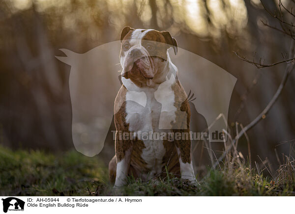 Olde English Bulldog Rde / AH-05944