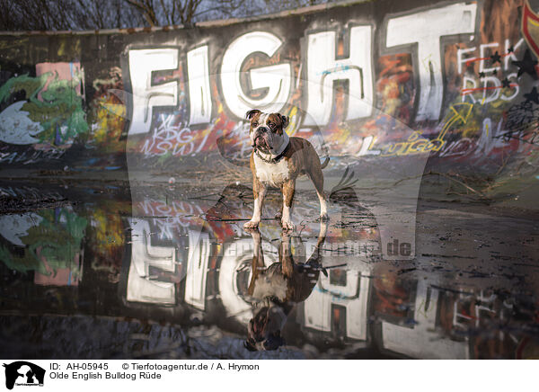 Olde English Bulldog Rde / male Olde English Bulldog / AH-05945