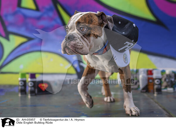 Olde English Bulldog Rde / male Olde English Bulldog / AH-05957