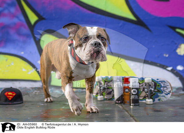 Olde English Bulldog Rde / AH-05960