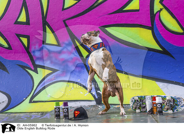 Olde English Bulldog Rde / male Olde English Bulldog / AH-05962