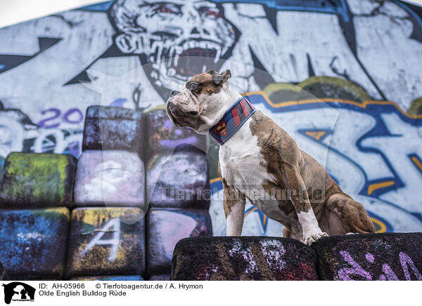 Olde English Bulldog Rde / male Olde English Bulldog / AH-05966