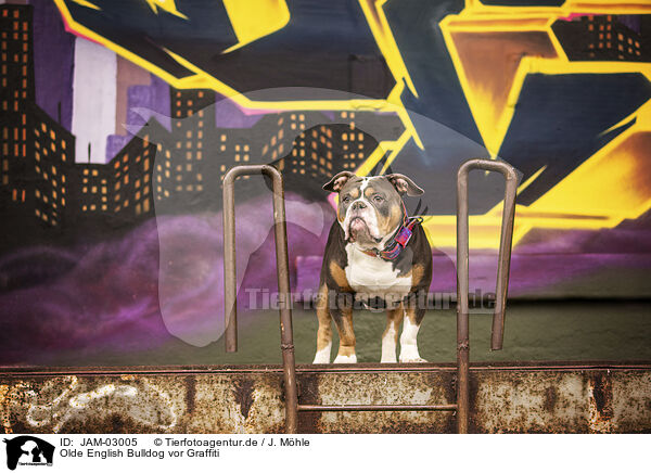 Olde English Bulldog vor Graffiti / JAM-03005