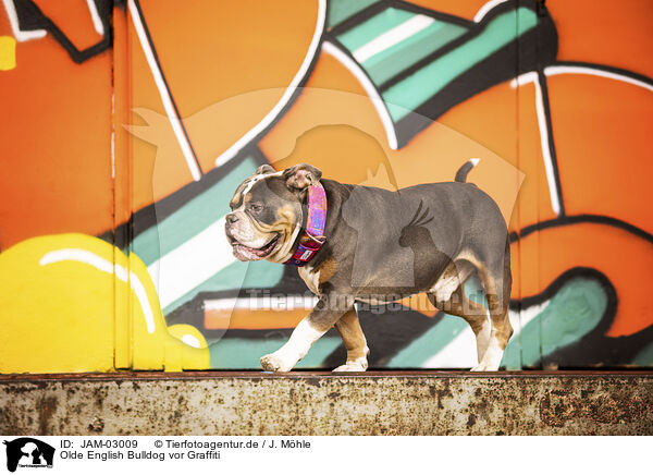 Olde English Bulldog vor Graffiti / JAM-03009