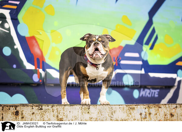 Olde English Bulldog vor Graffiti / JAM-03021