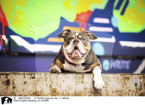 Olde English Bulldog vor Graffiti / JAM-03022