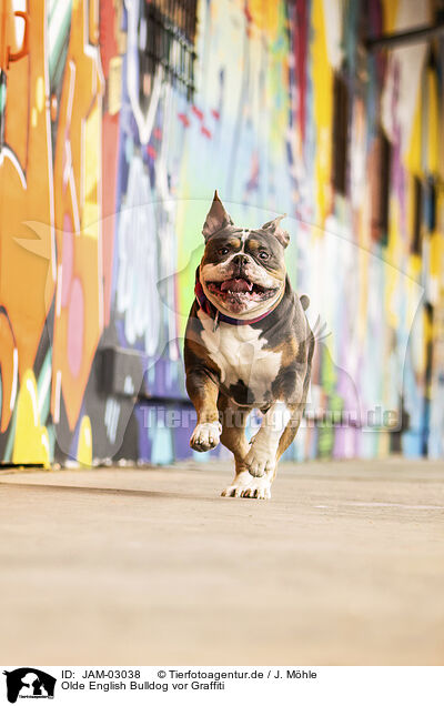 Olde English Bulldog vor Graffiti / JAM-03038