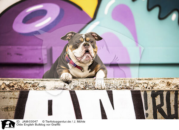 Olde English Bulldog vor Graffiti / JAM-03047
