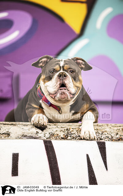 Olde English Bulldog vor Graffiti / JAM-03049