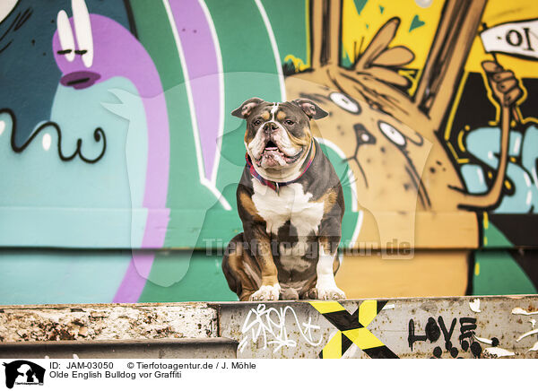 Olde English Bulldog vor Graffiti / JAM-03050
