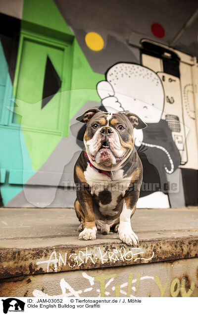 Olde English Bulldog vor Graffiti / JAM-03052