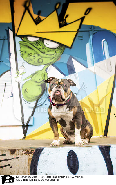 Olde English Bulldog vor Graffiti / Olde English Bulldog in front of scratchwork / JAM-03058