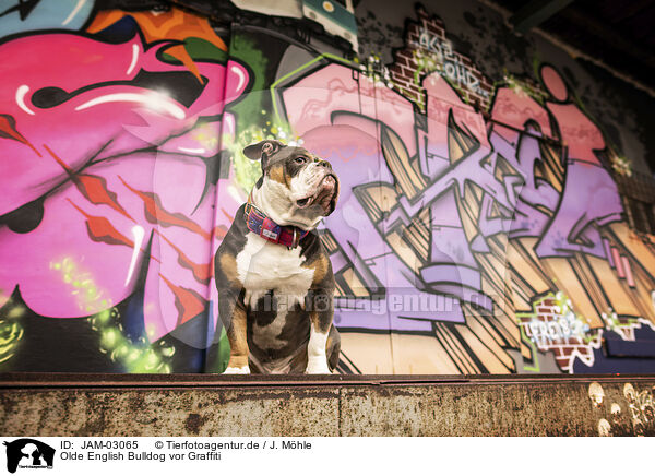 Olde English Bulldog vor Graffiti / Olde English Bulldog in front of scratchwork / JAM-03065
