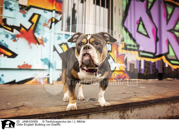 Olde English Bulldog vor Graffiti / JAM-03069