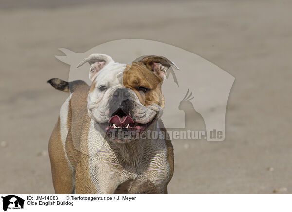 Olde English Bulldog / Olde English Bulldog / JM-14083