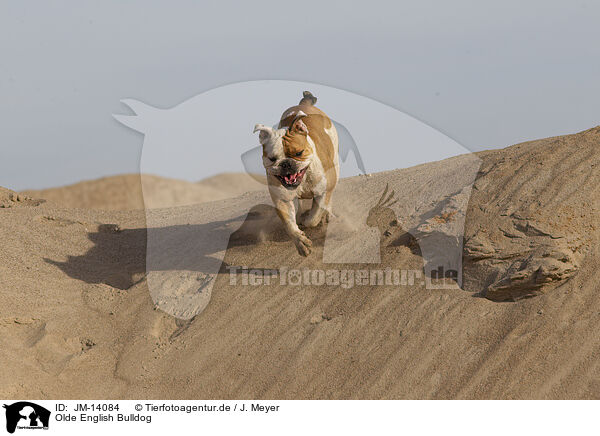 Olde English Bulldog / Olde English Bulldog / JM-14084