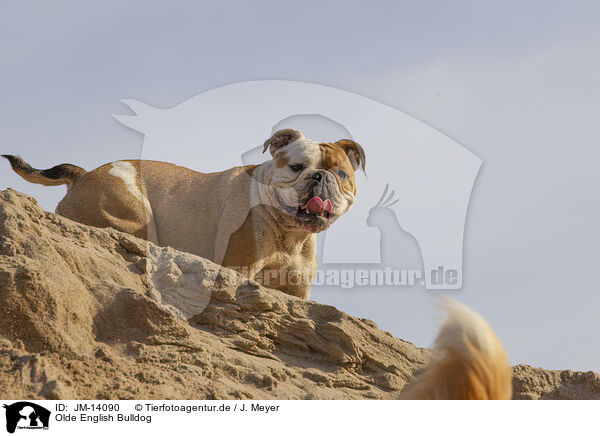 Olde English Bulldog / Olde English Bulldog / JM-14090