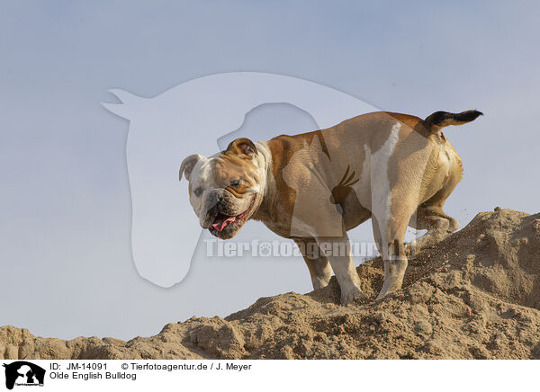 Olde English Bulldog / Olde English Bulldog / JM-14091