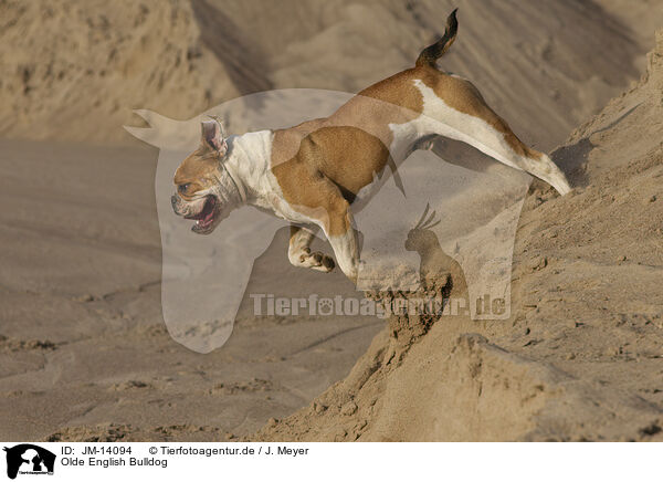 Olde English Bulldog / Olde English Bulldog / JM-14094