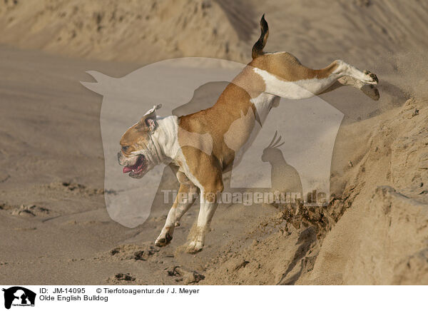 Olde English Bulldog / JM-14095