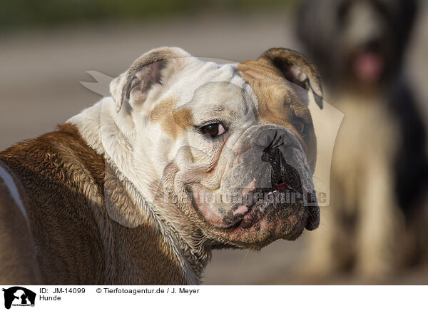 Hunde / JM-14099