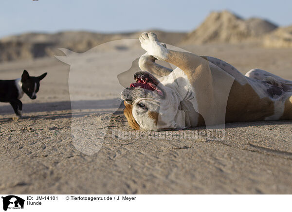 Hunde / dogs / JM-14101