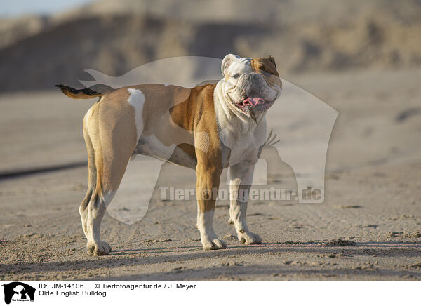 Olde English Bulldog / JM-14106