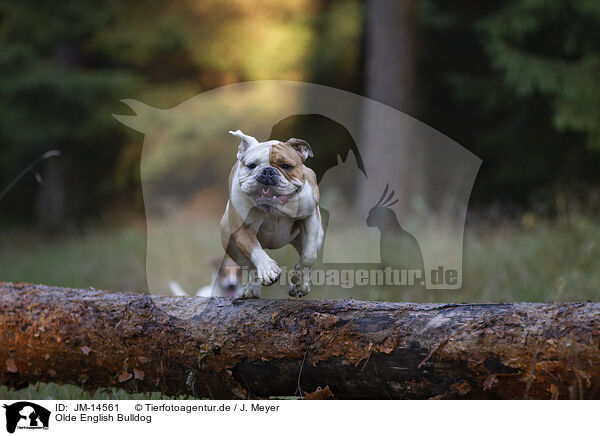 Olde English Bulldog / JM-14561