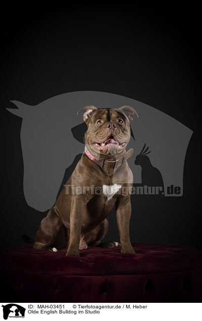 Olde English Bulldog im Studio / MAH-03451