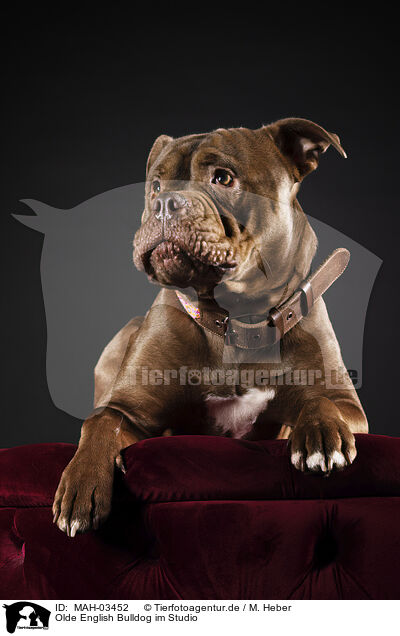 Olde English Bulldog im Studio / MAH-03452