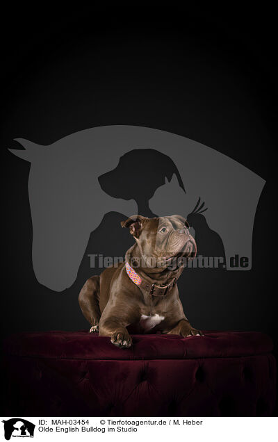 Olde English Bulldog im Studio / MAH-03454