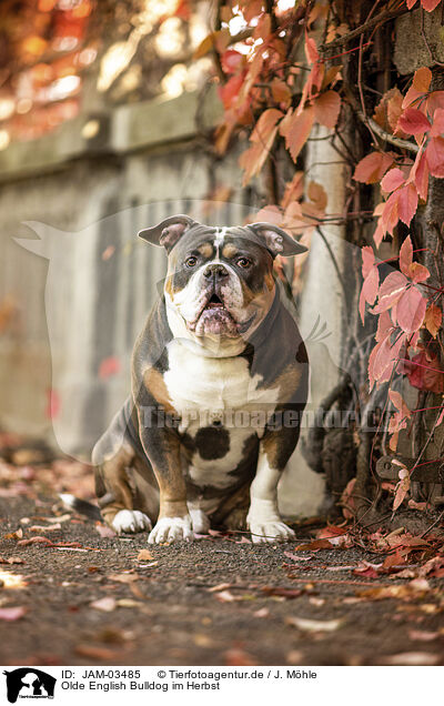 Olde English Bulldog im Herbst / JAM-03485