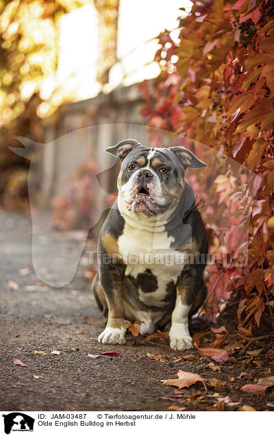Olde English Bulldog im Herbst / JAM-03487
