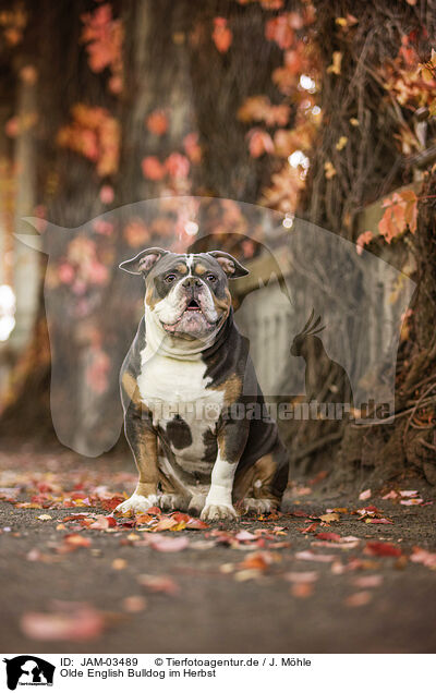 Olde English Bulldog im Herbst / JAM-03489