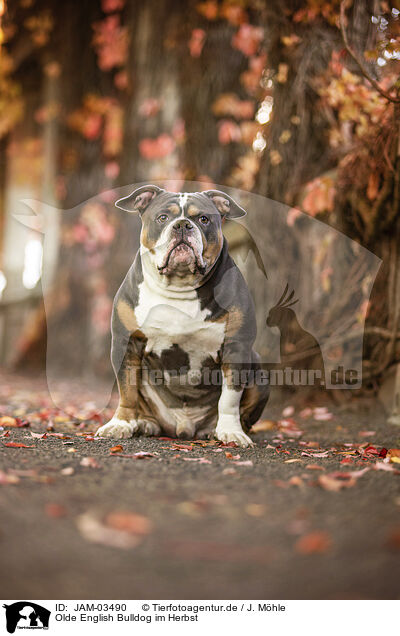 Olde English Bulldog im Herbst / JAM-03490