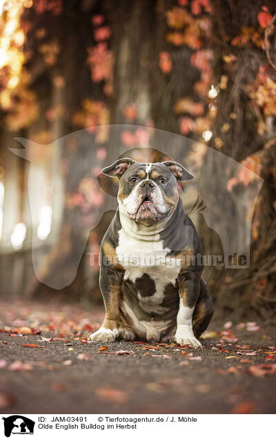 Olde English Bulldog im Herbst / JAM-03491