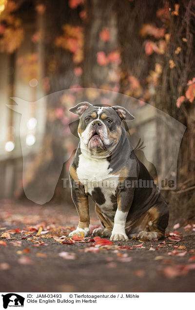 Olde English Bulldog im Herbst / JAM-03493