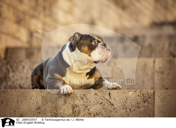 Olde English Bulldog / JAM-03501