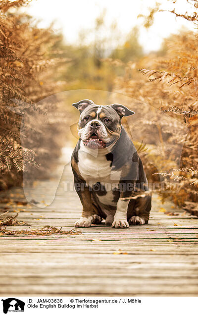 Olde English Bulldog im Herbst / JAM-03638