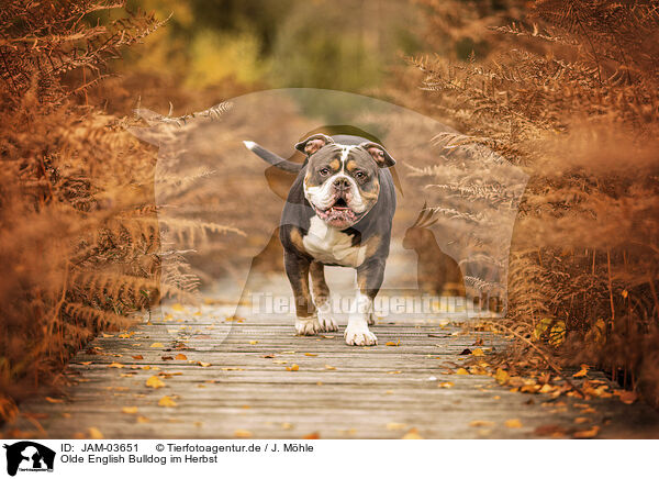 Olde English Bulldog im Herbst / JAM-03651