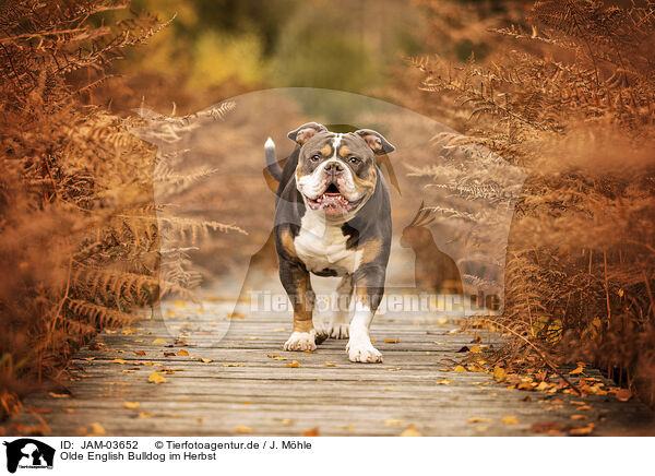 Olde English Bulldog im Herbst / Olde English Bulldog in autumn / JAM-03652