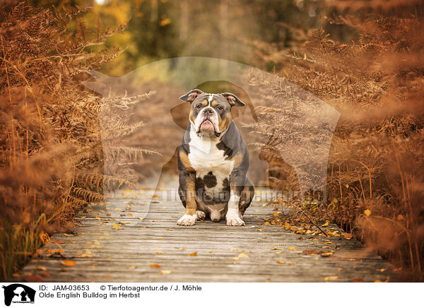 Olde English Bulldog im Herbst / JAM-03653